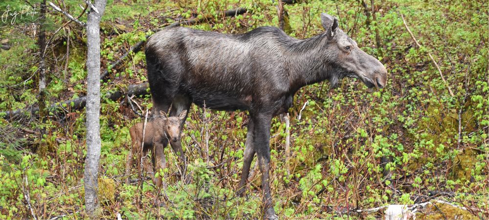 Rencontre extraordinaire avec une maman et son petit faon de quelques jours