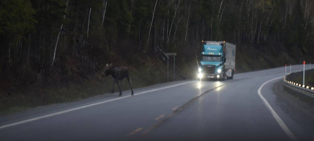 Les collisions avec ces cervidés sont malheureusement nombreuses chaque année
