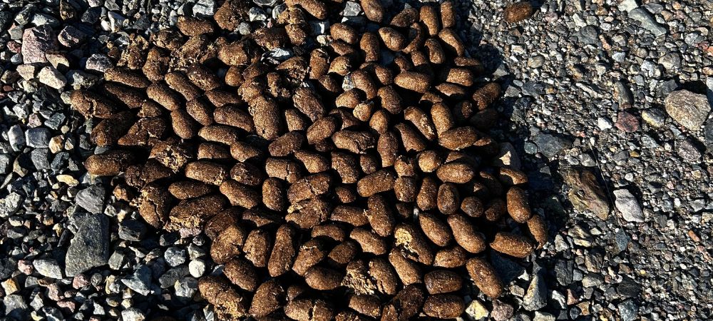 excréments d'orignaux : un signe qui permet de repérer la présence récente ou non de ces cervidés