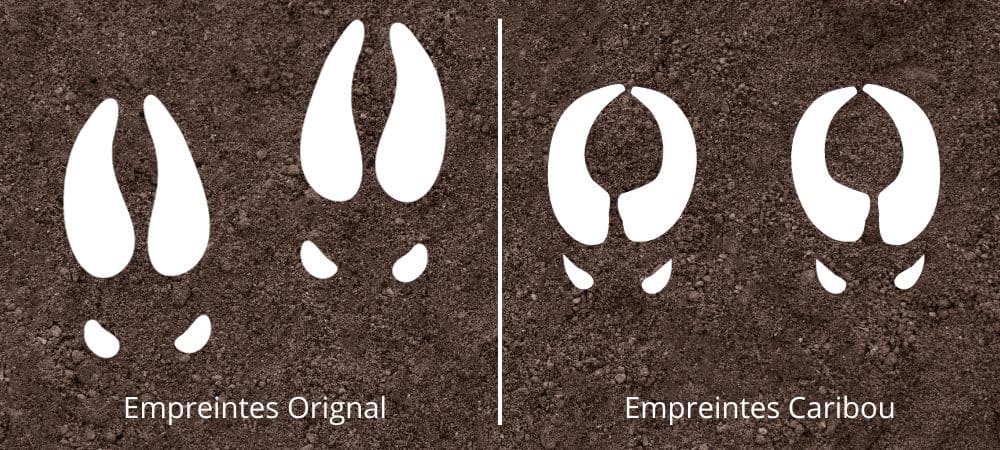 Empreinte d'orignal vs empreintes de Caribou