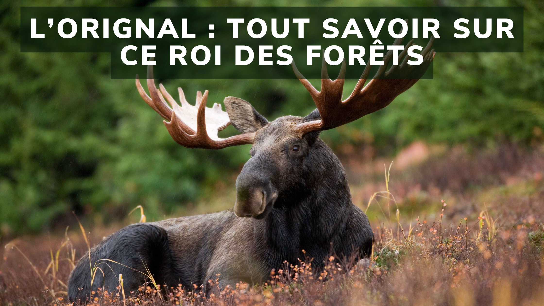 Tout savoir sur l'Orignal : le roi des forêts !